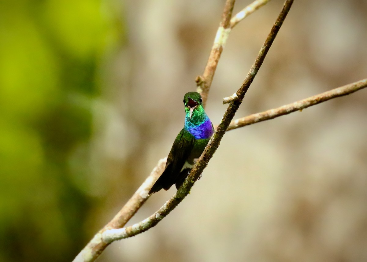 Purple-chested Hummingbird - ML616529623