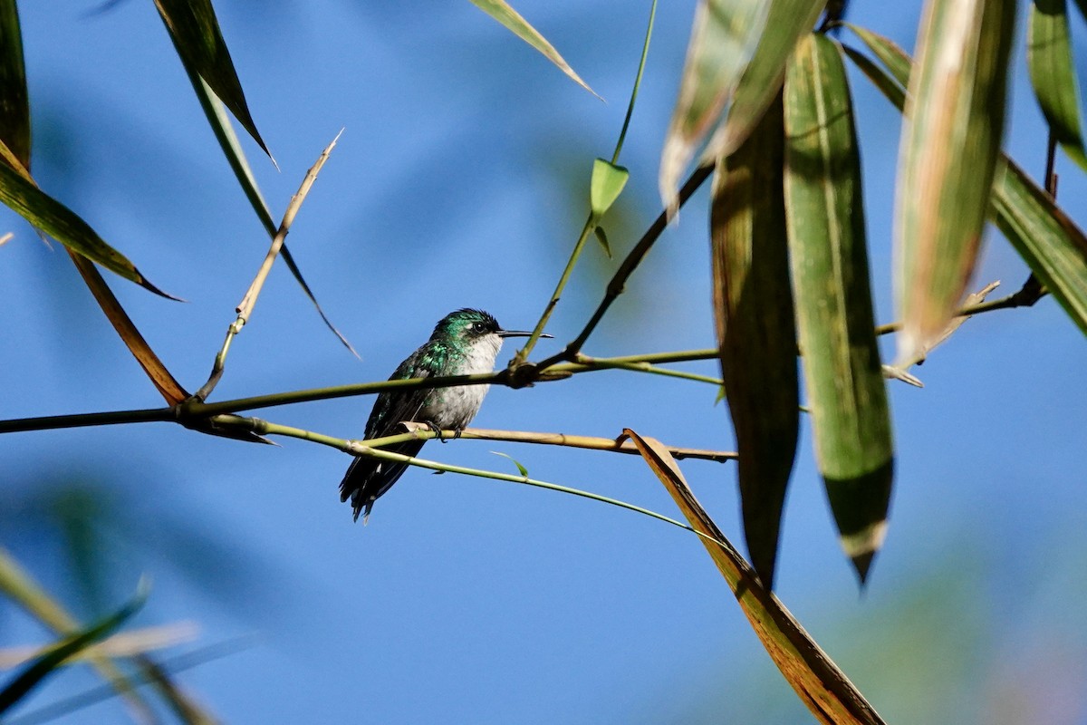 kolibřík portorický - ML616529708