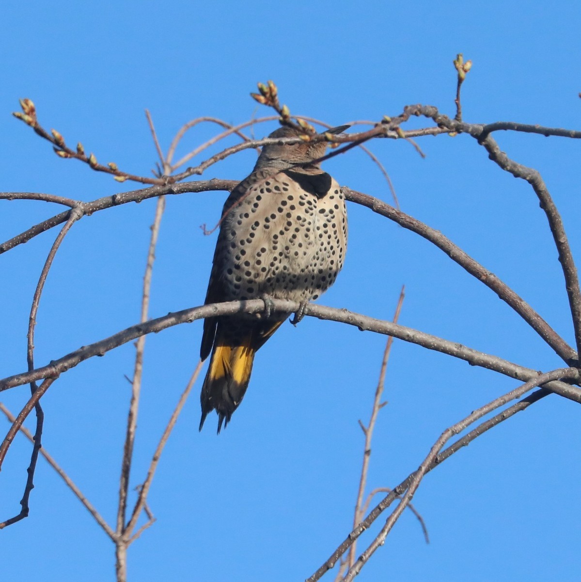 Northern Flicker (Yellow-shafted x Red-shafted) - ML616529763
