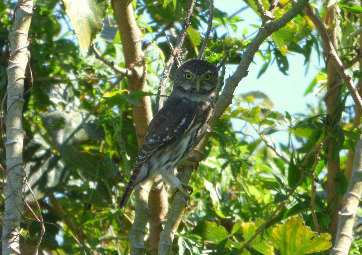 Ferruginous Pygmy-Owl - ML616529797