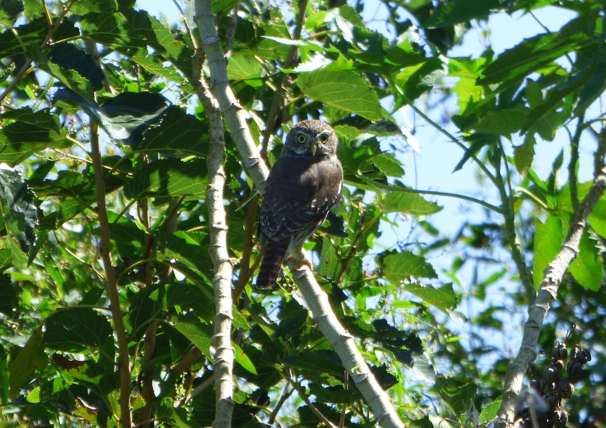 Ferruginous Pygmy-Owl - ML616529798