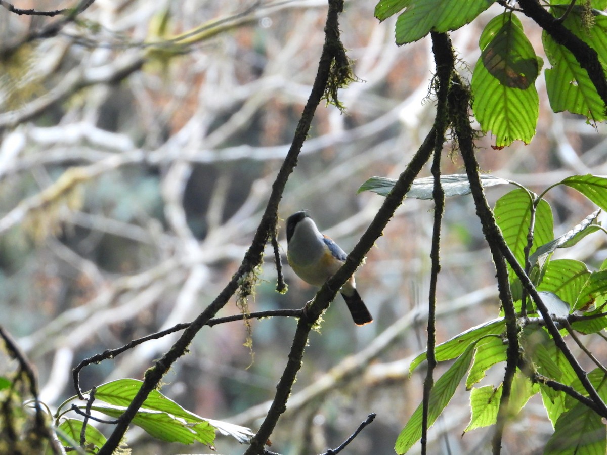 Black-headed Shrike-Babbler - ML616529867