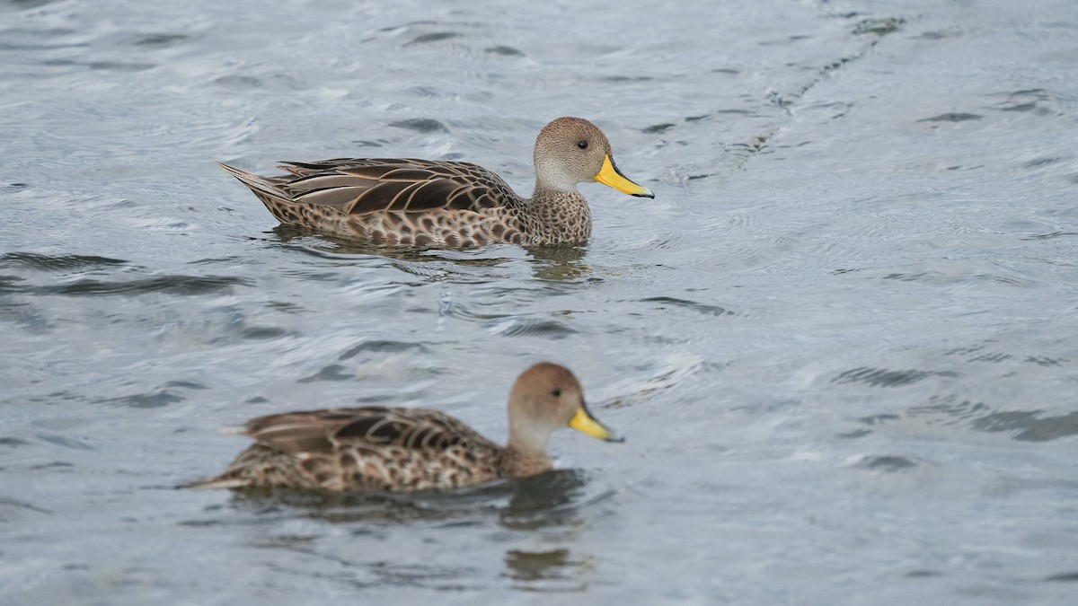 Yellow-billed Pintail (South American) - ML616529970