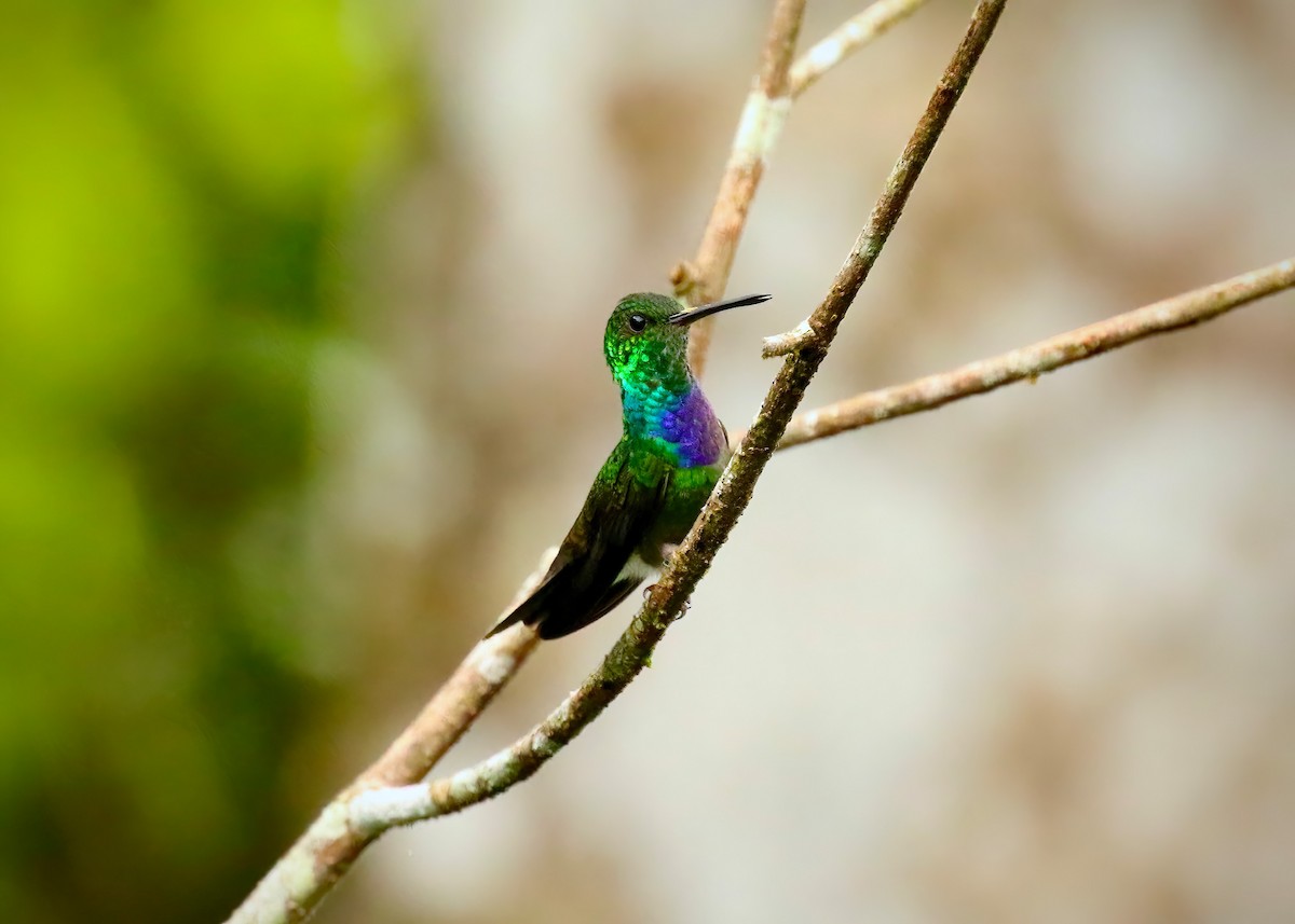 Purple-chested Hummingbird - ML616529996