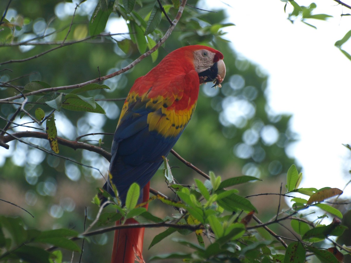 Scarlet Macaw - Gilbert Holland