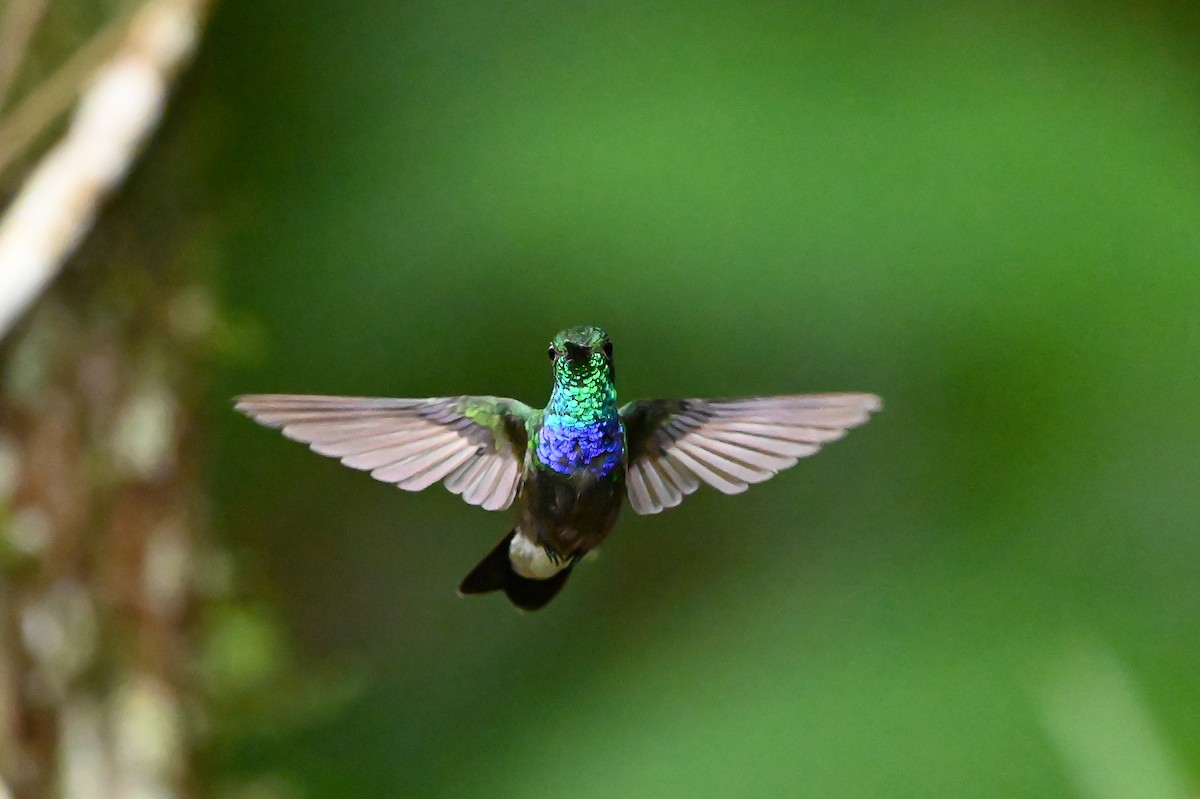Purple-chested Hummingbird - ML616530111
