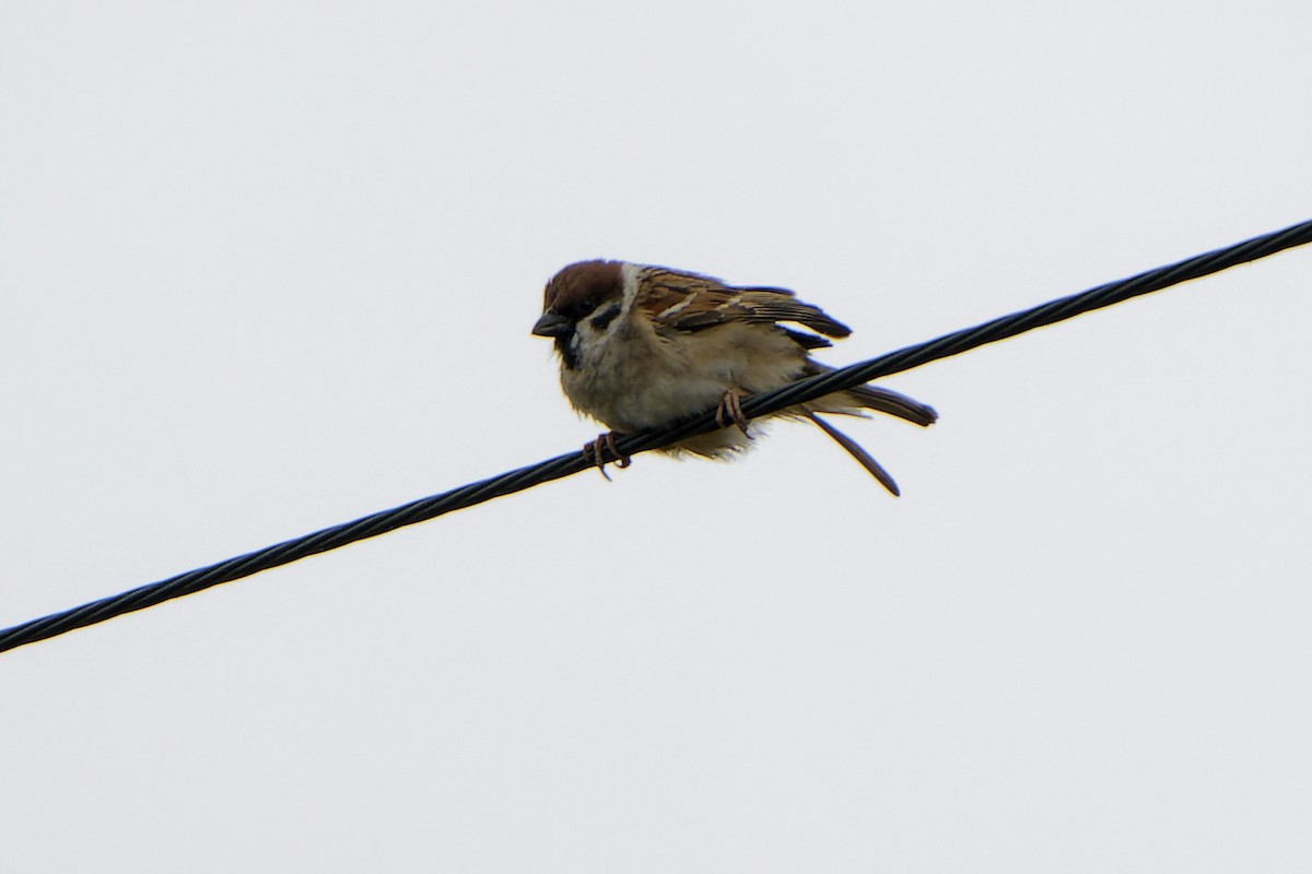 Eurasian Tree Sparrow - ML616530132