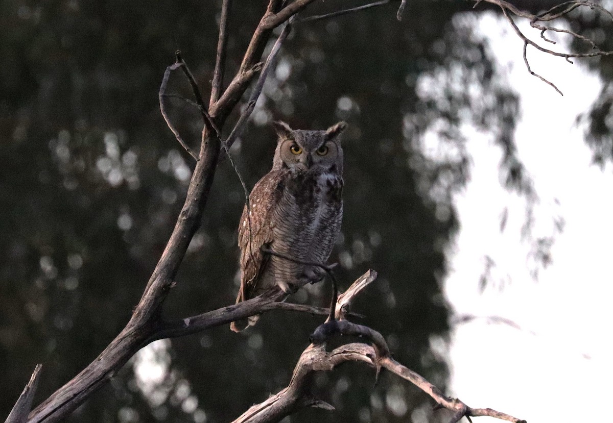 Great Horned Owl - ML616530152