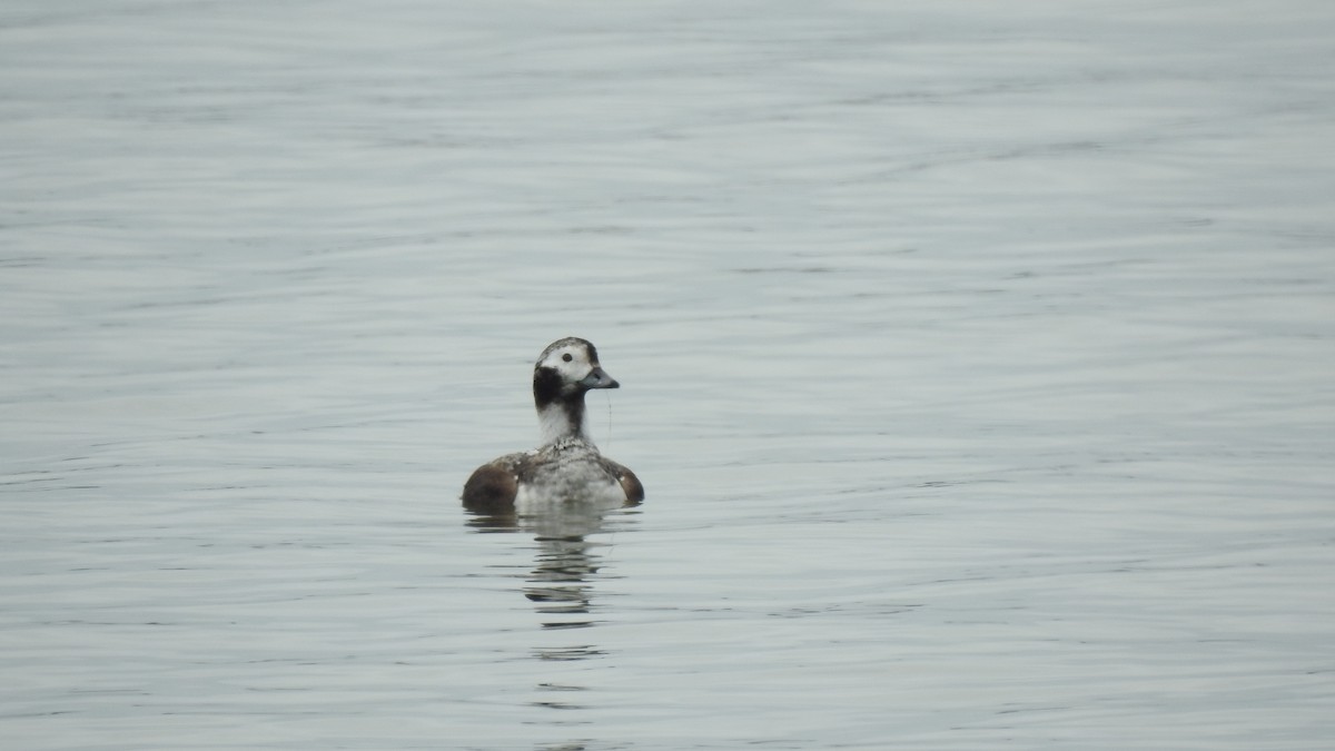 Long-tailed Duck - ML616530157