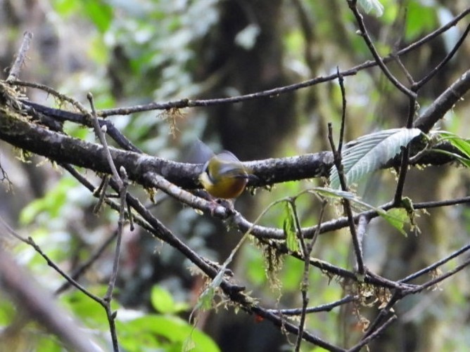 Black-eared Shrike-Babbler - ML616530185