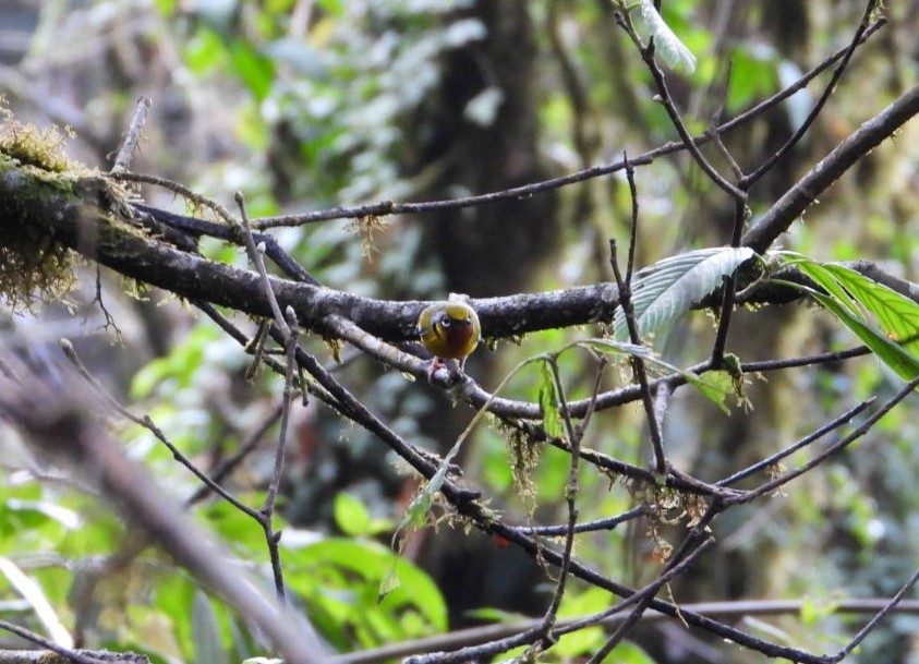 Black-eared Shrike-Babbler - ML616530186