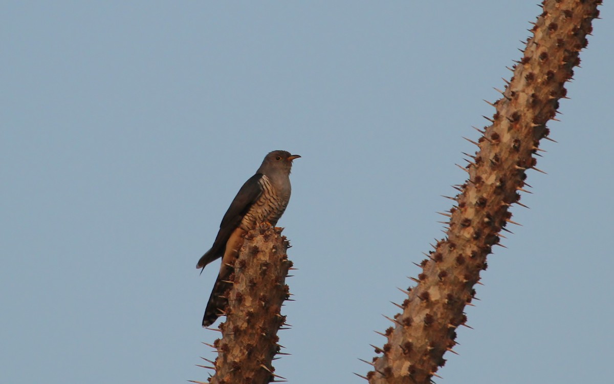 Madagascar Cuckoo - ML616530235