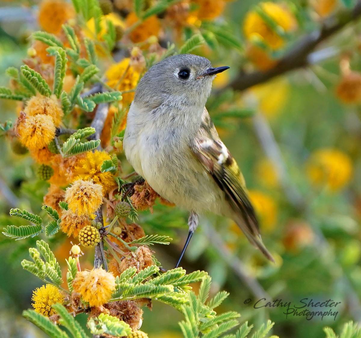 Ruby-crowned Kinglet - Cathy Sheeter