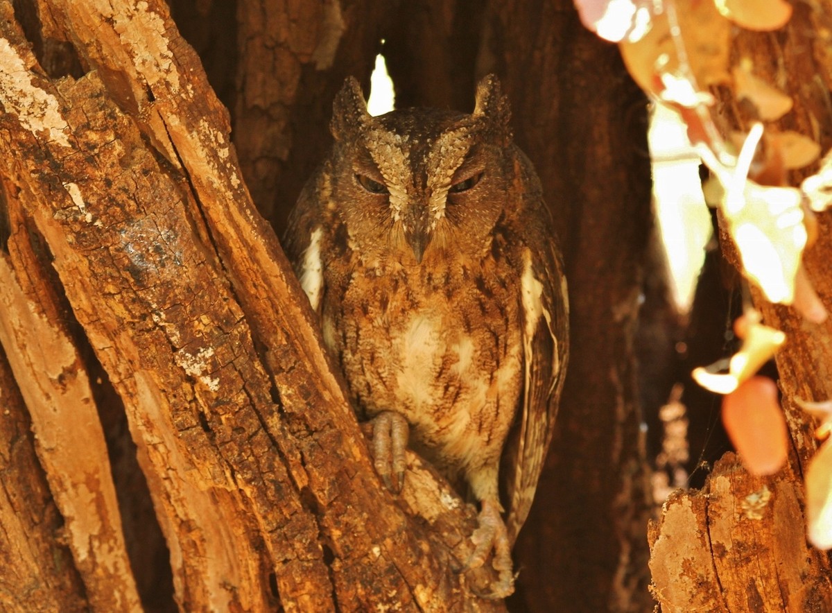 Madagascar Scops-Owl - ML616530314