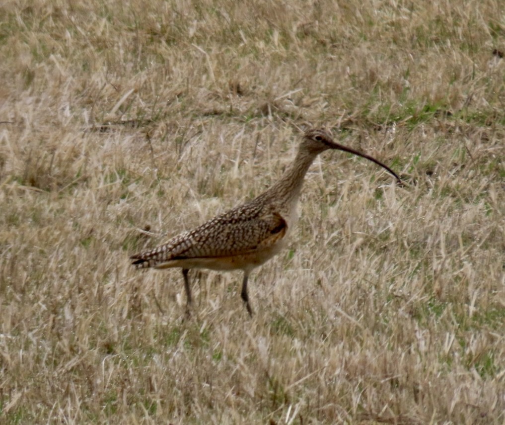 Long-billed Curlew - ML616530339