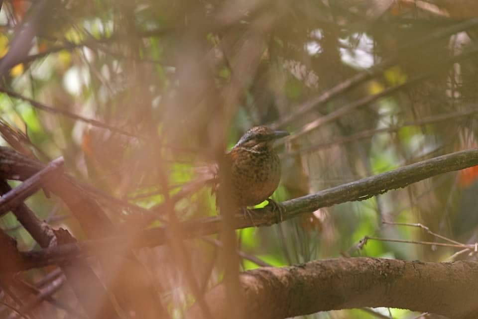Eared Pitta - Bird Conservation Society of Thailand