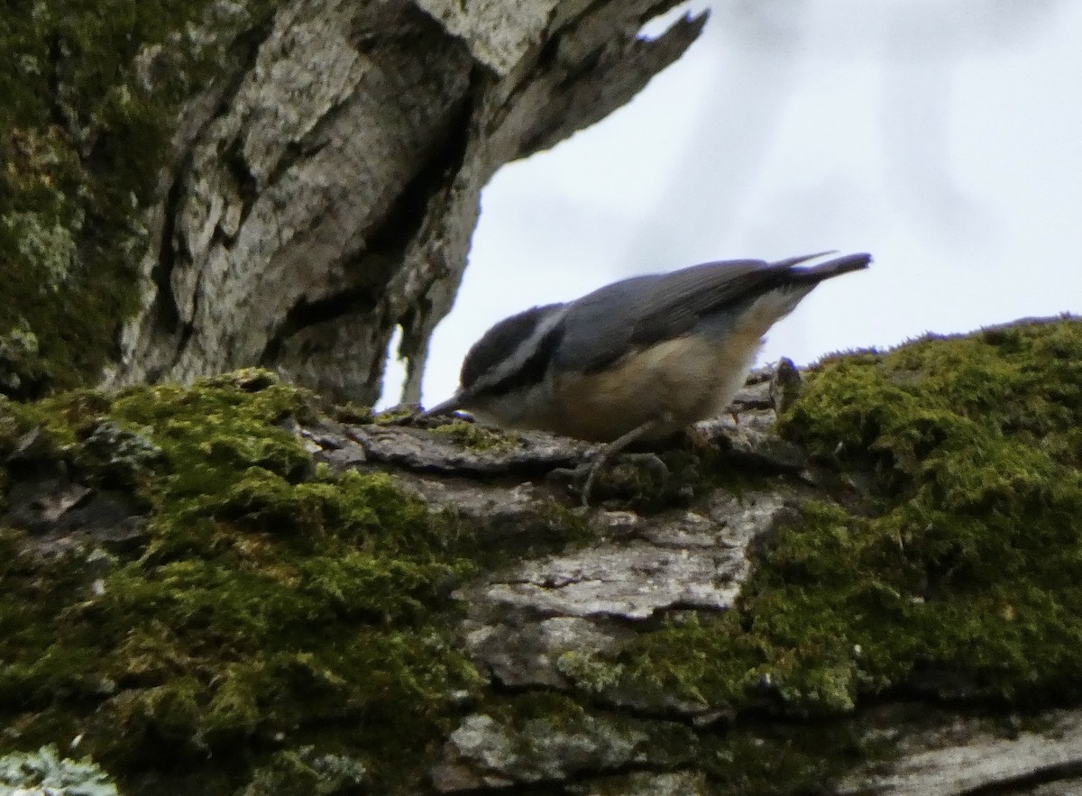 Red-breasted Nuthatch - ML616530541
