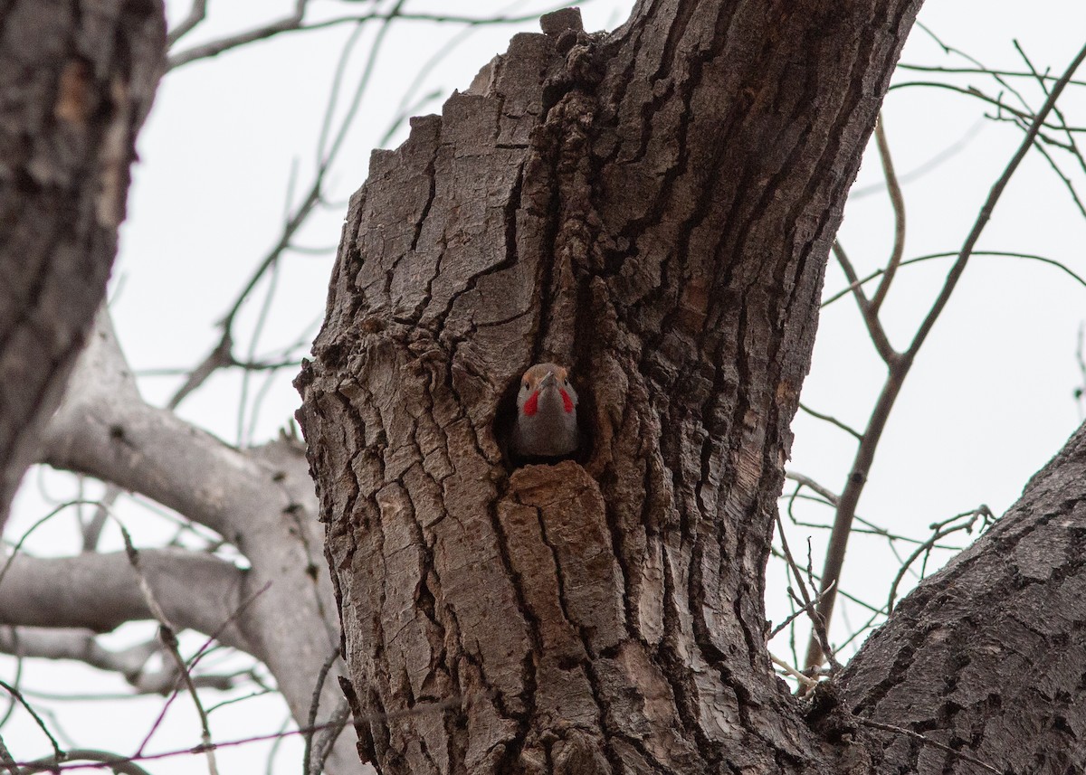 Northern Flicker (Red-shafted) - ML616530707