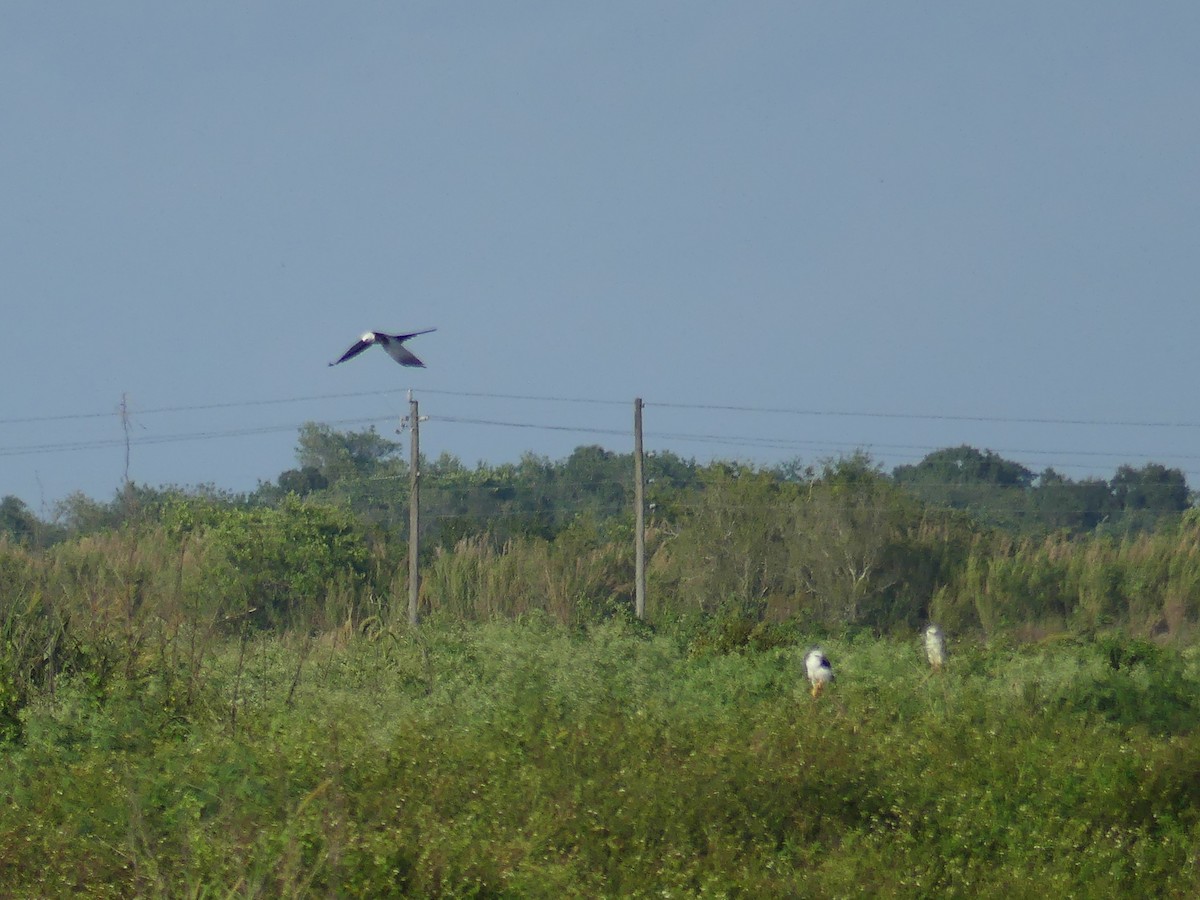 White-tailed Kite - ML616530812