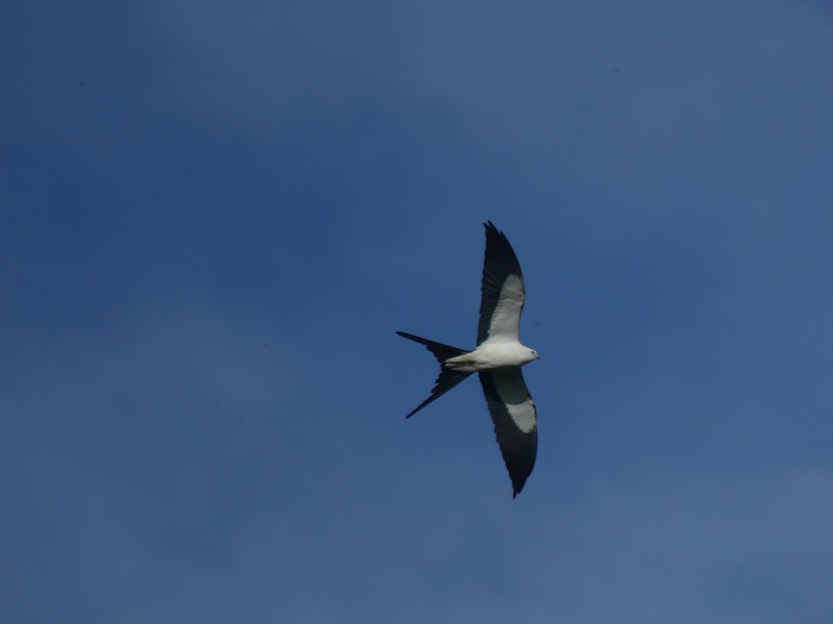 Swallow-tailed Kite - ML616530818