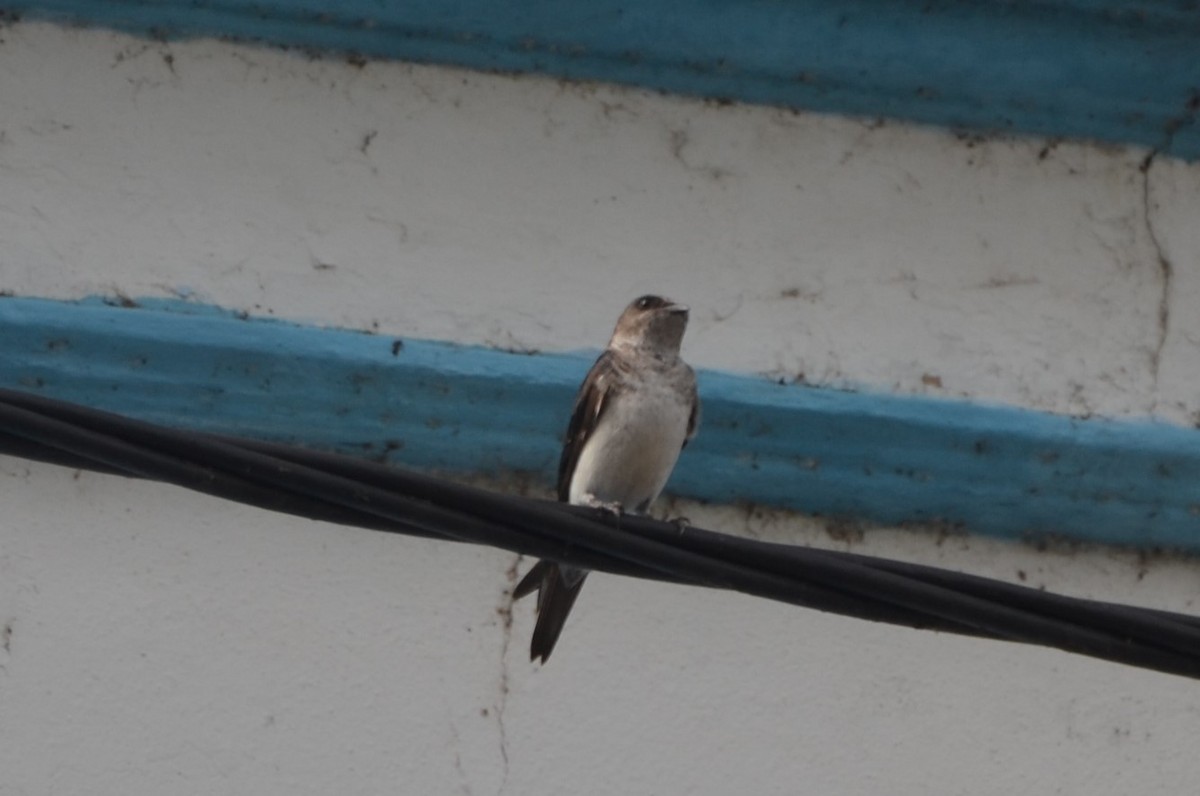 Brown-chested Martin - ML616530830