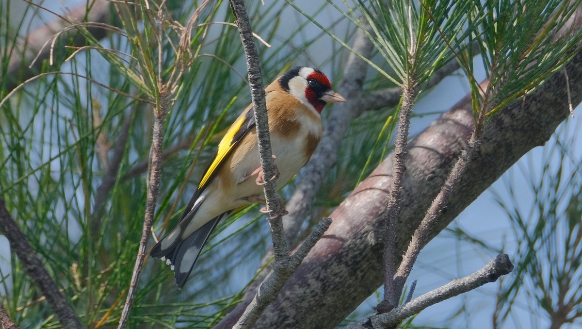 European Goldfinch - Andrea Webb
