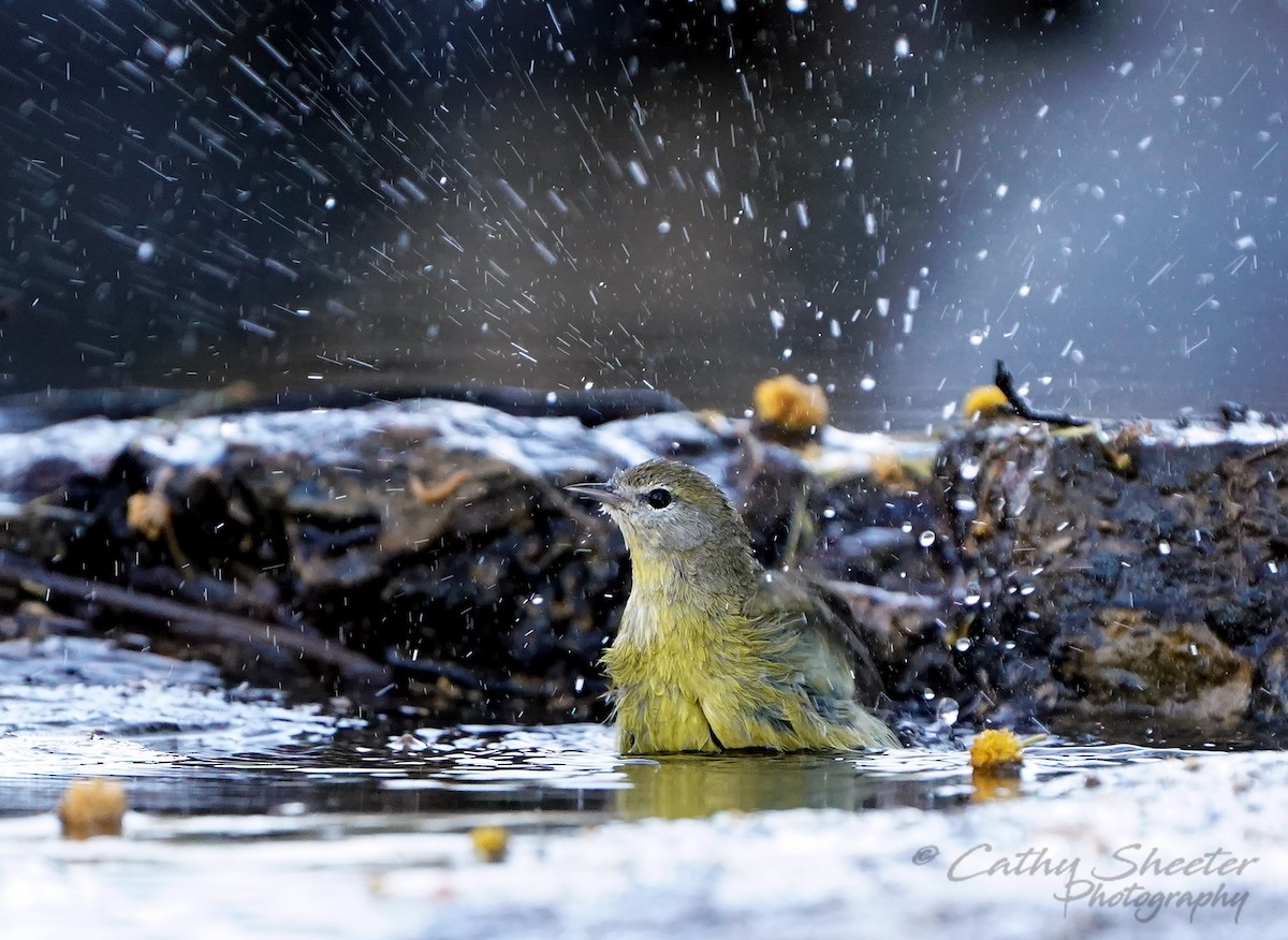 Orange-crowned Warbler - Cathy Sheeter