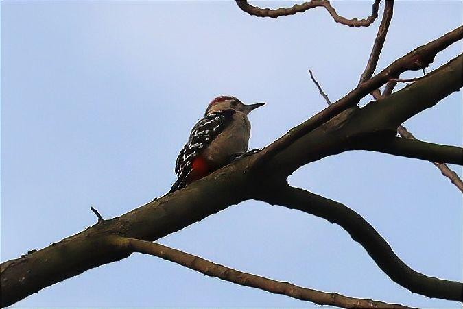 Fulvous-breasted Woodpecker - ML616530907