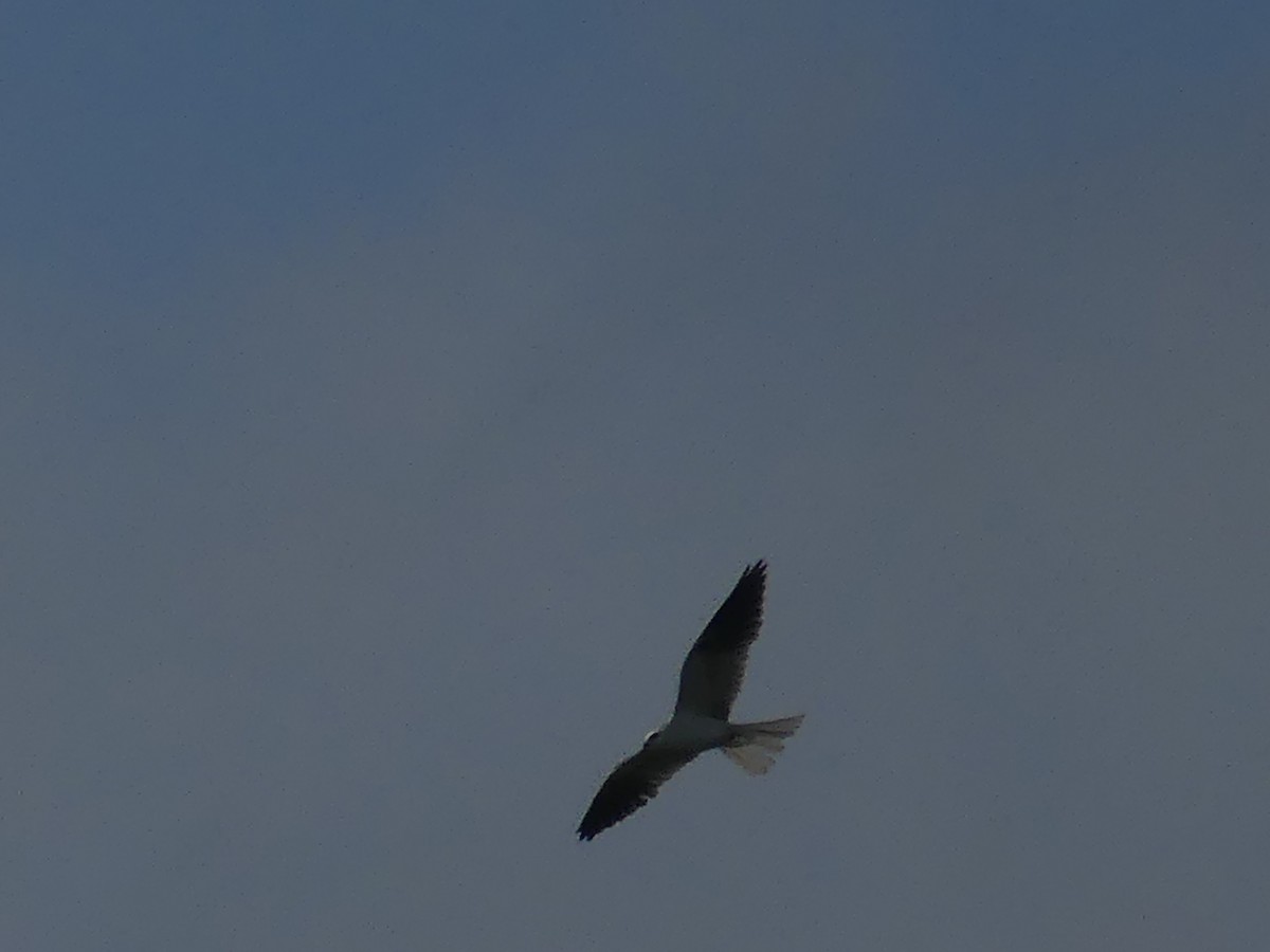 White-tailed Kite - Rachel DiPietro