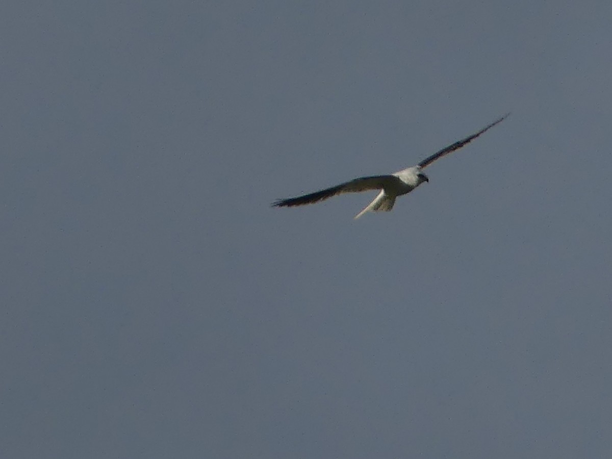 White-tailed Kite - ML616530913