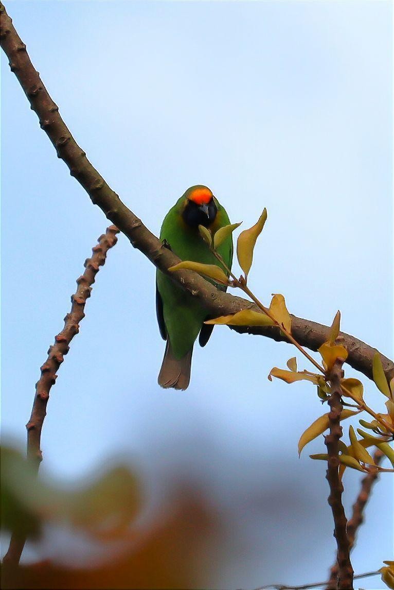 Golden-fronted Leafbird - Pete Shen