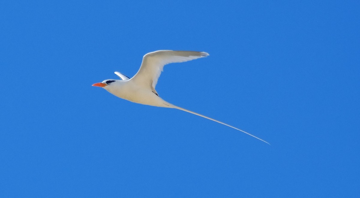 White-tailed Tropicbird - ML616531009
