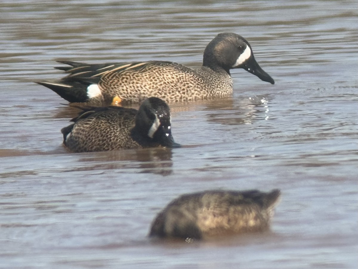 Blue-winged Teal - ML616531081