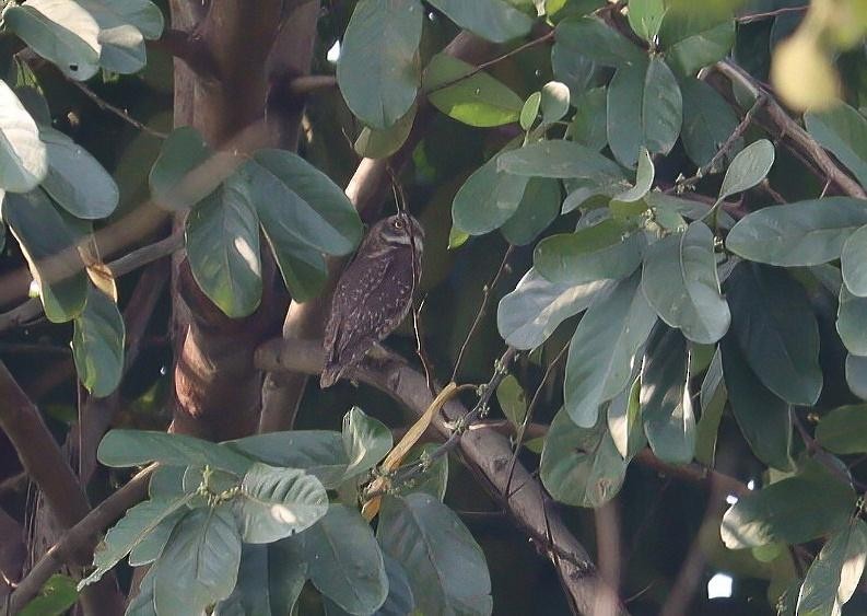 Asian Barred Owlet - ML616531141