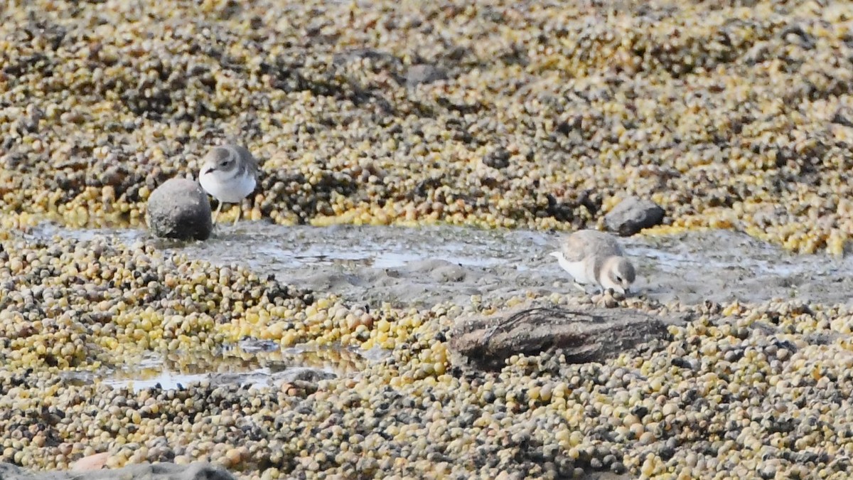Double-banded Plover - ML616531156