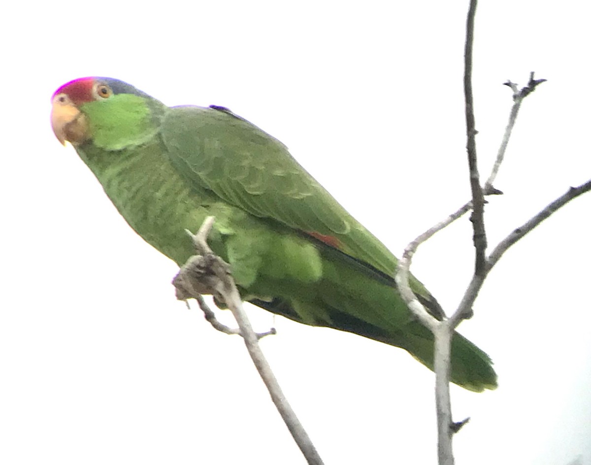 Red-crowned Parrot - ML616531198