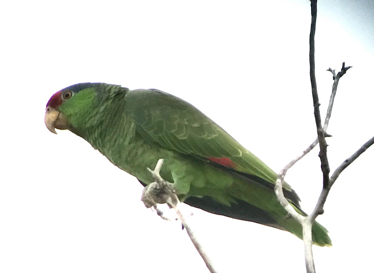 Red-crowned Parrot - ML616531199