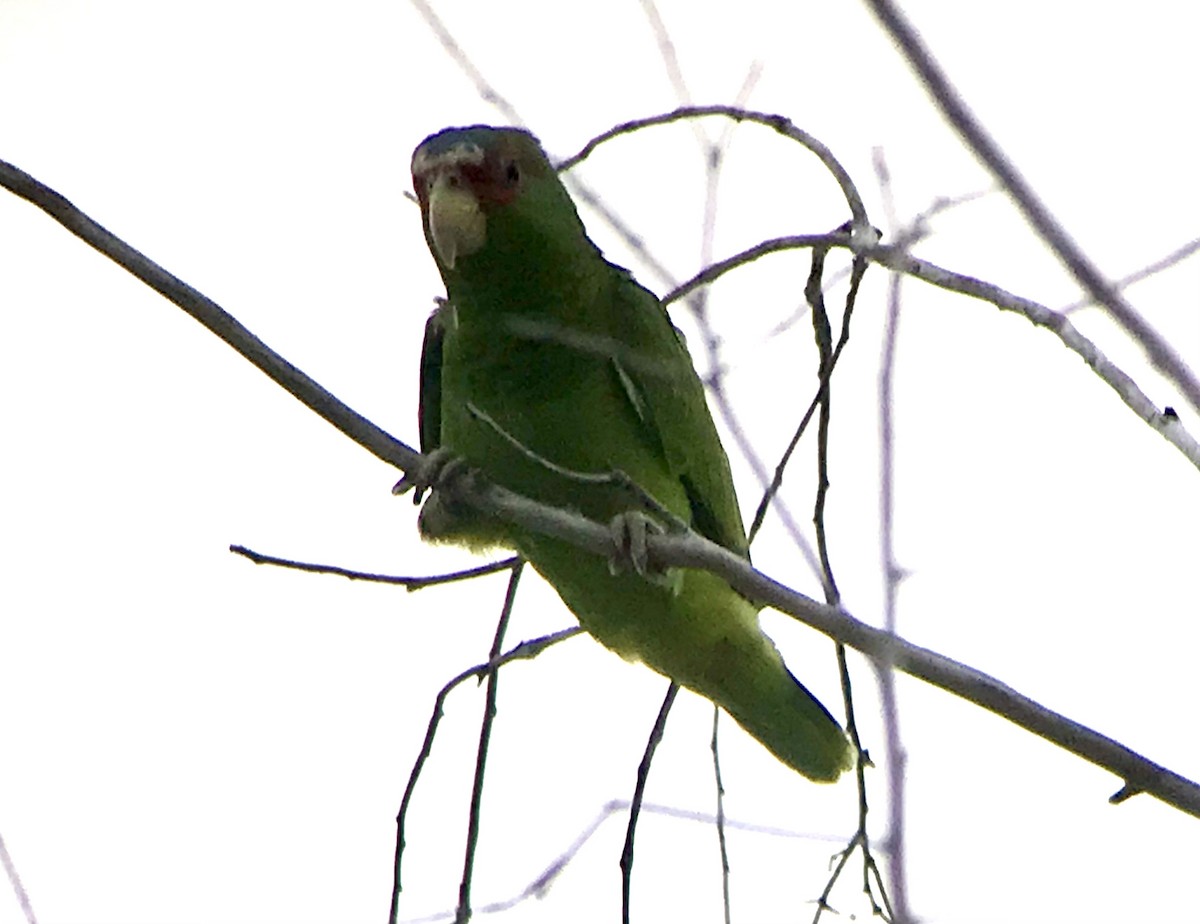 White-fronted Parrot - ML616531222