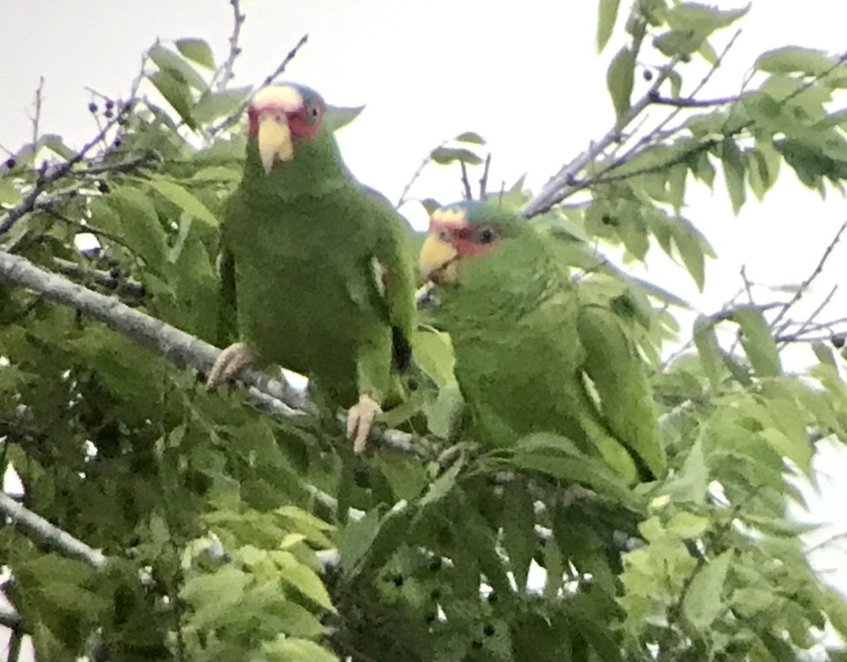 White-fronted Parrot - ML616531223