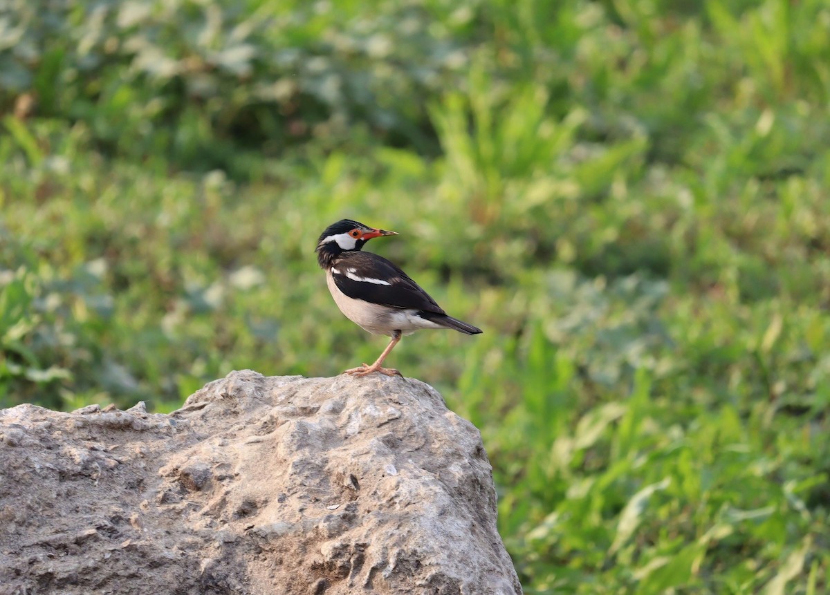 Indian Pied Starling - ML616531247