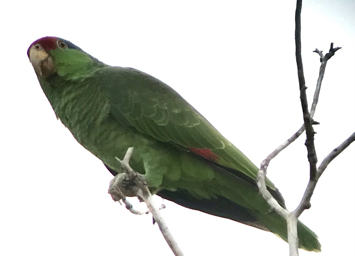 Red-crowned Parrot - ML616531293