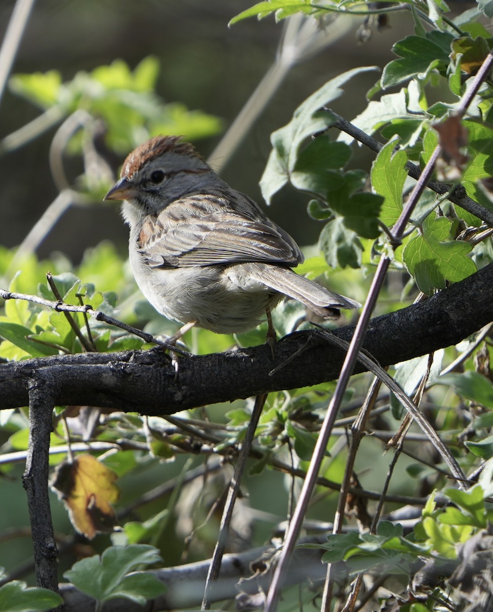 Rufous-winged Sparrow - ML616531334