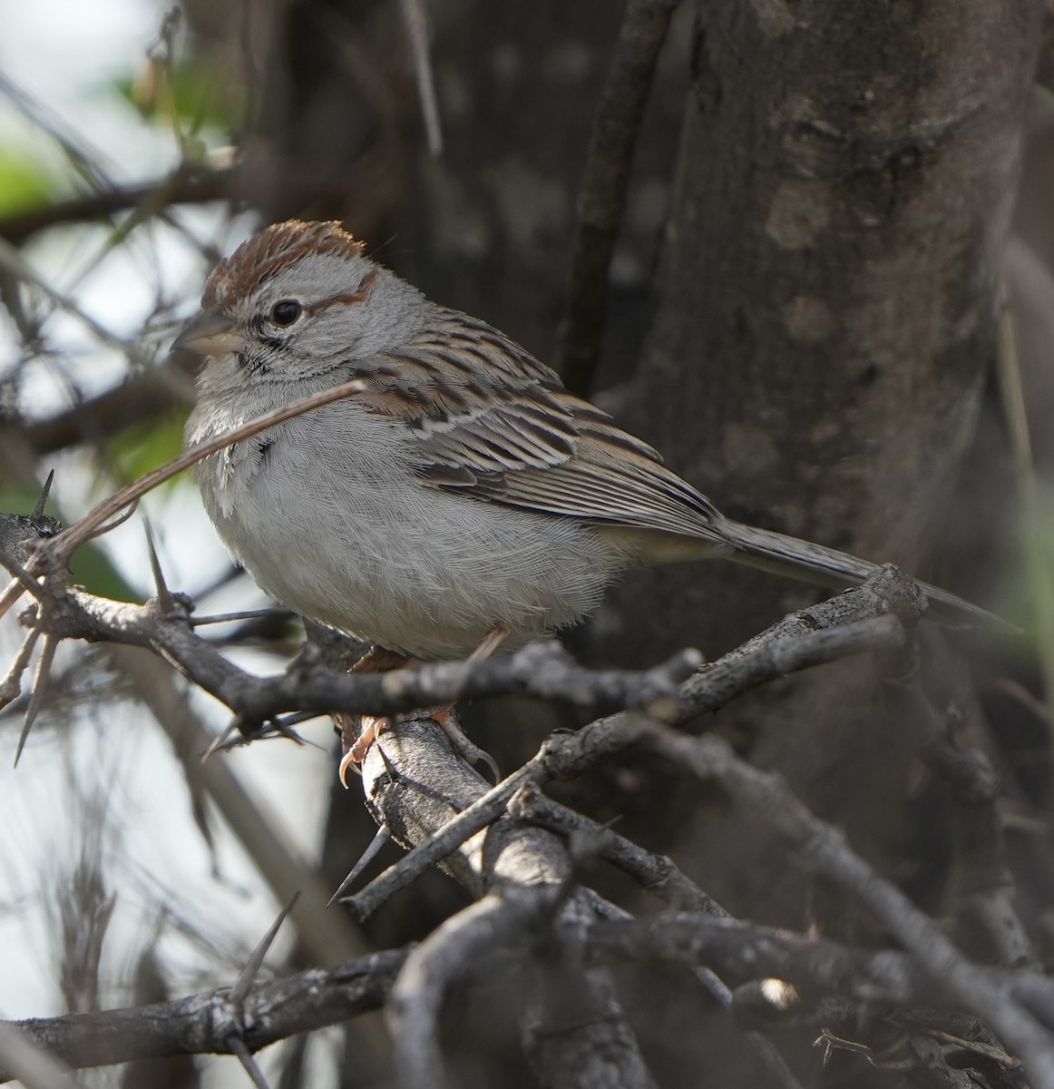 Rufous-winged Sparrow - ML616531367