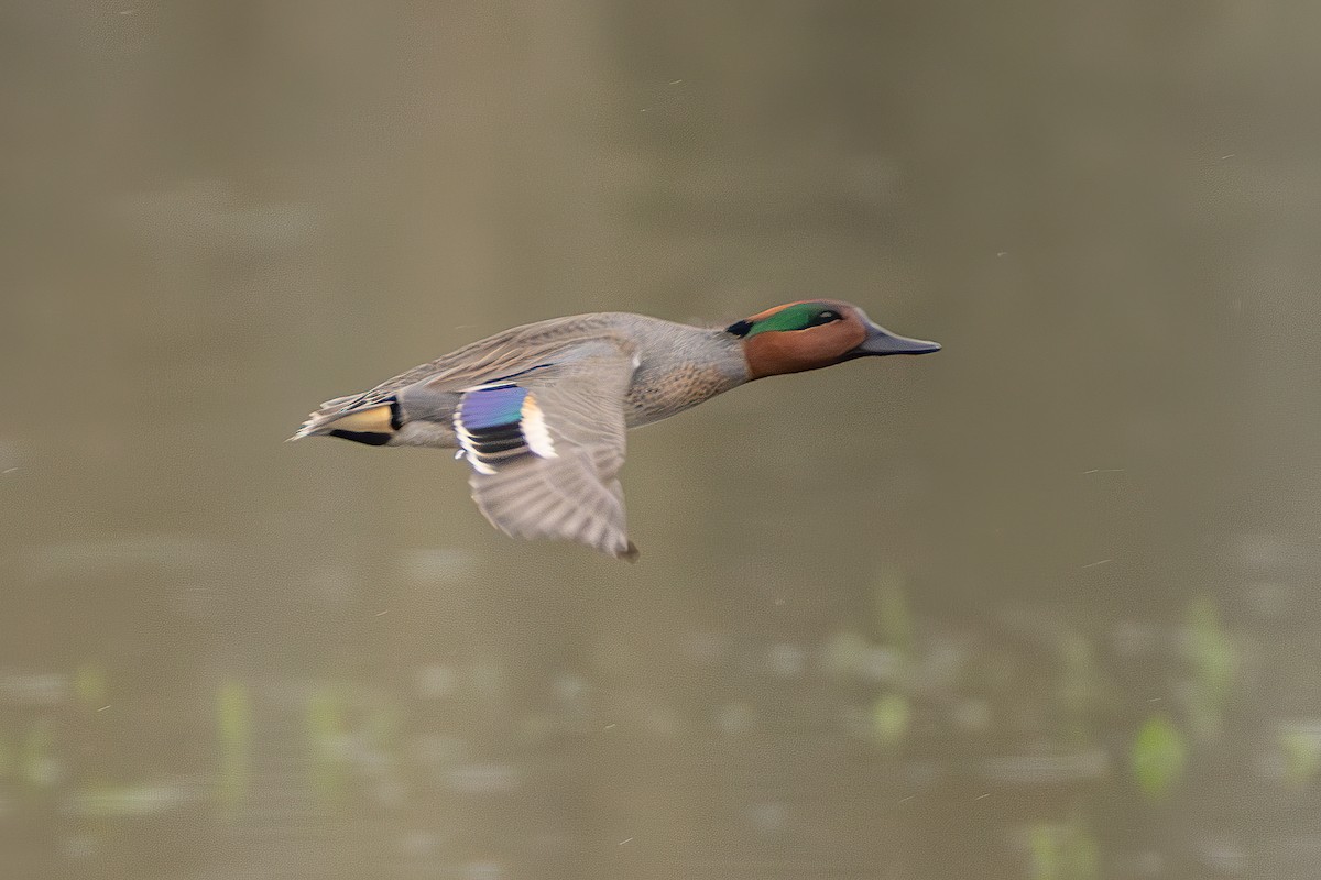 Green-winged Teal - ML616531423