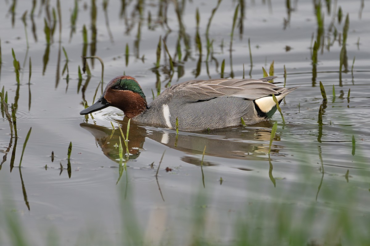 Green-winged Teal - ML616531424