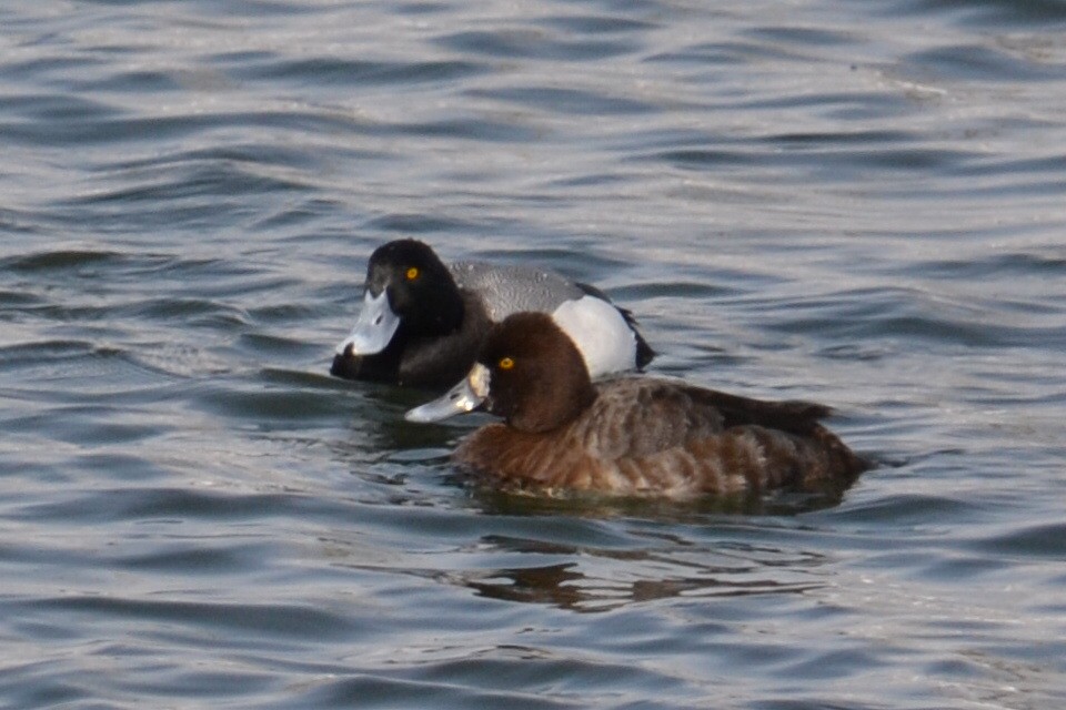 Greater Scaup - ML616531444