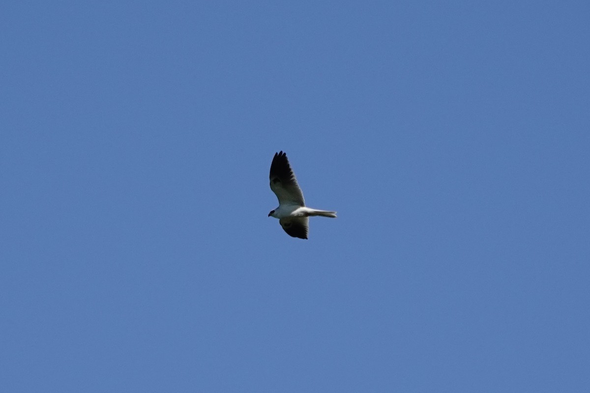 White-tailed Kite - Joe Coppock