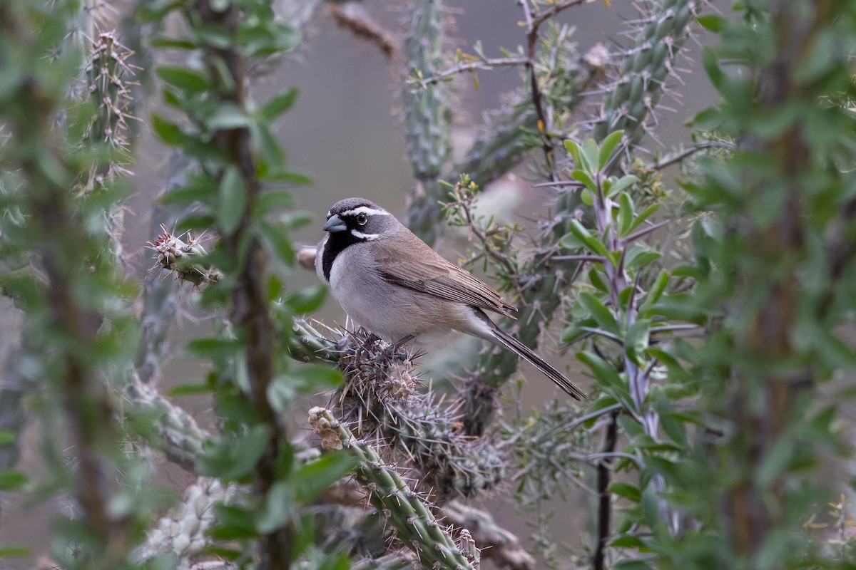 Black-throated Sparrow - ML616531477