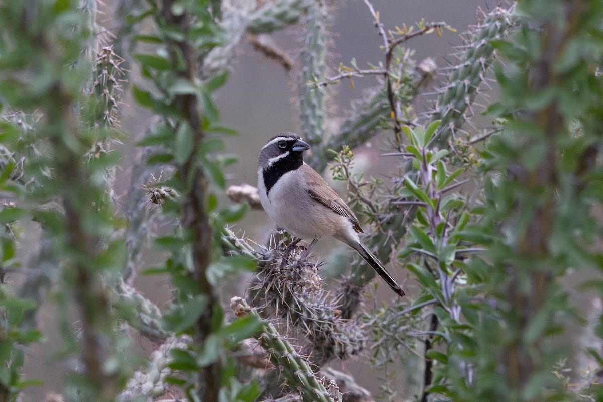 Black-throated Sparrow - Ian Carlsen
