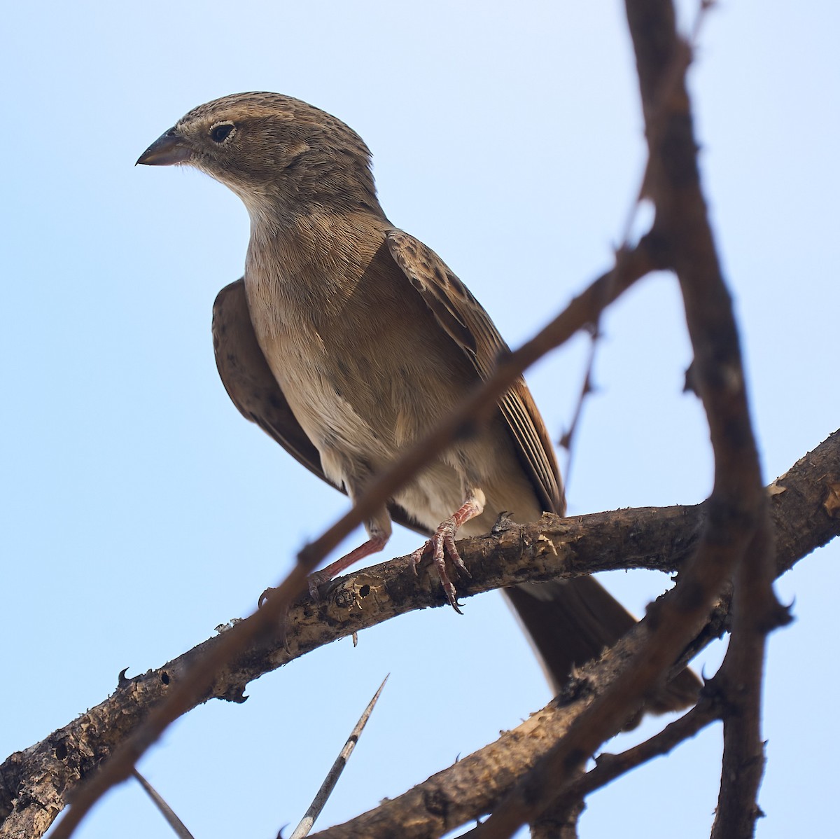 Gray-backed Sparrow-Lark - ML616531576